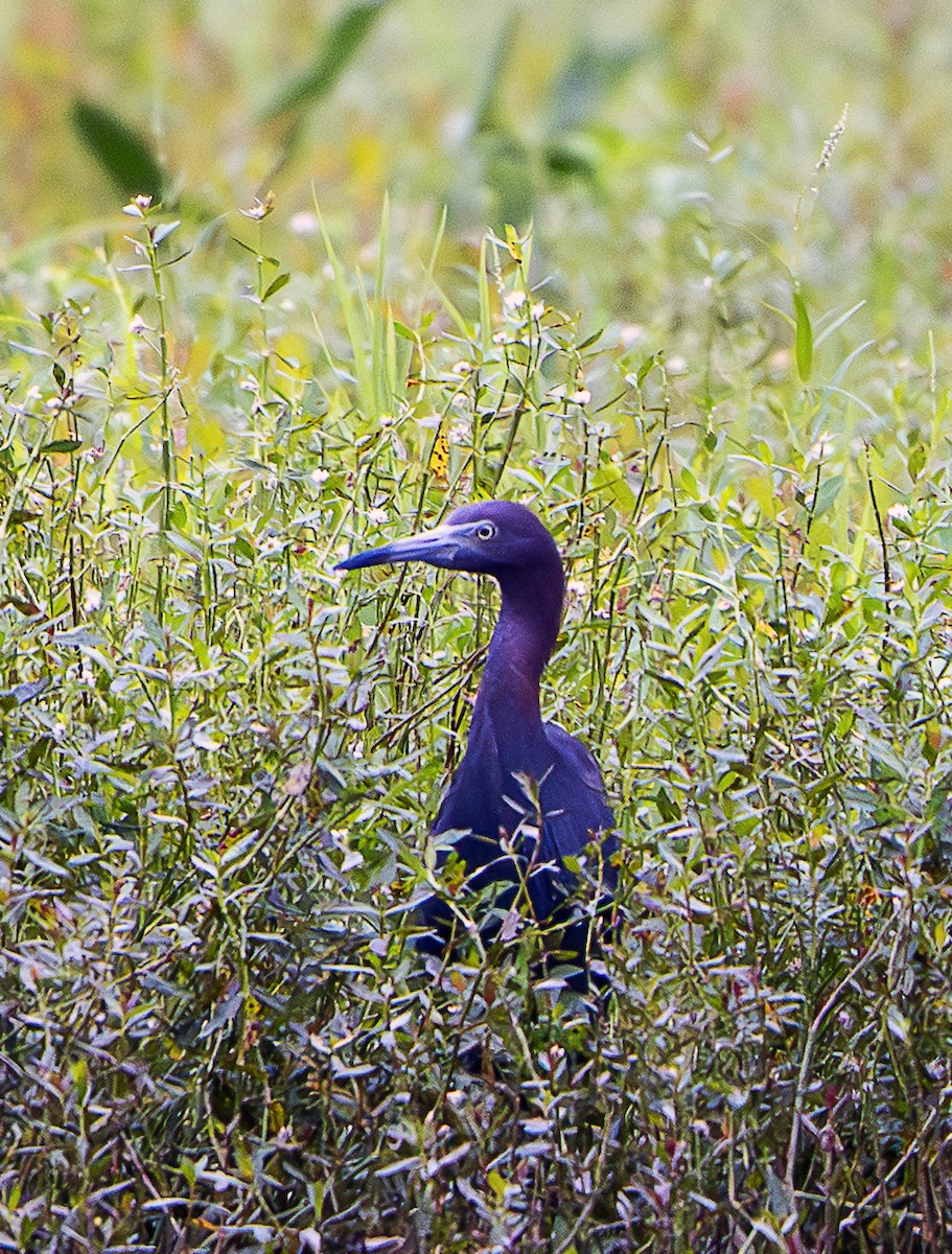 Little Blue Heron - ML639819037