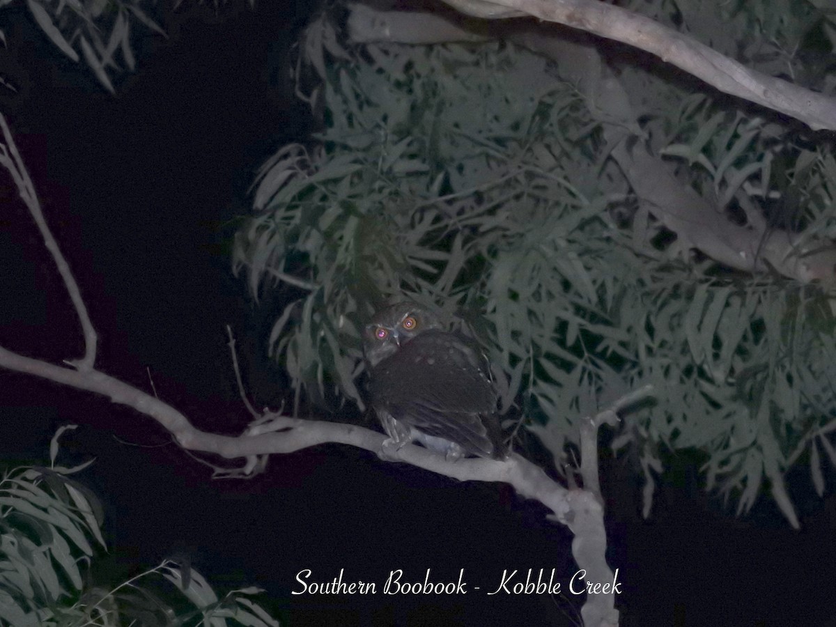 sovka bubuk - ML639819060