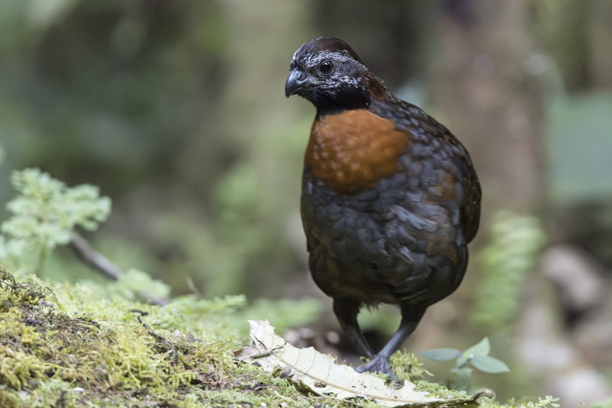 Rufous-breasted Wood-Quail - ML639819072