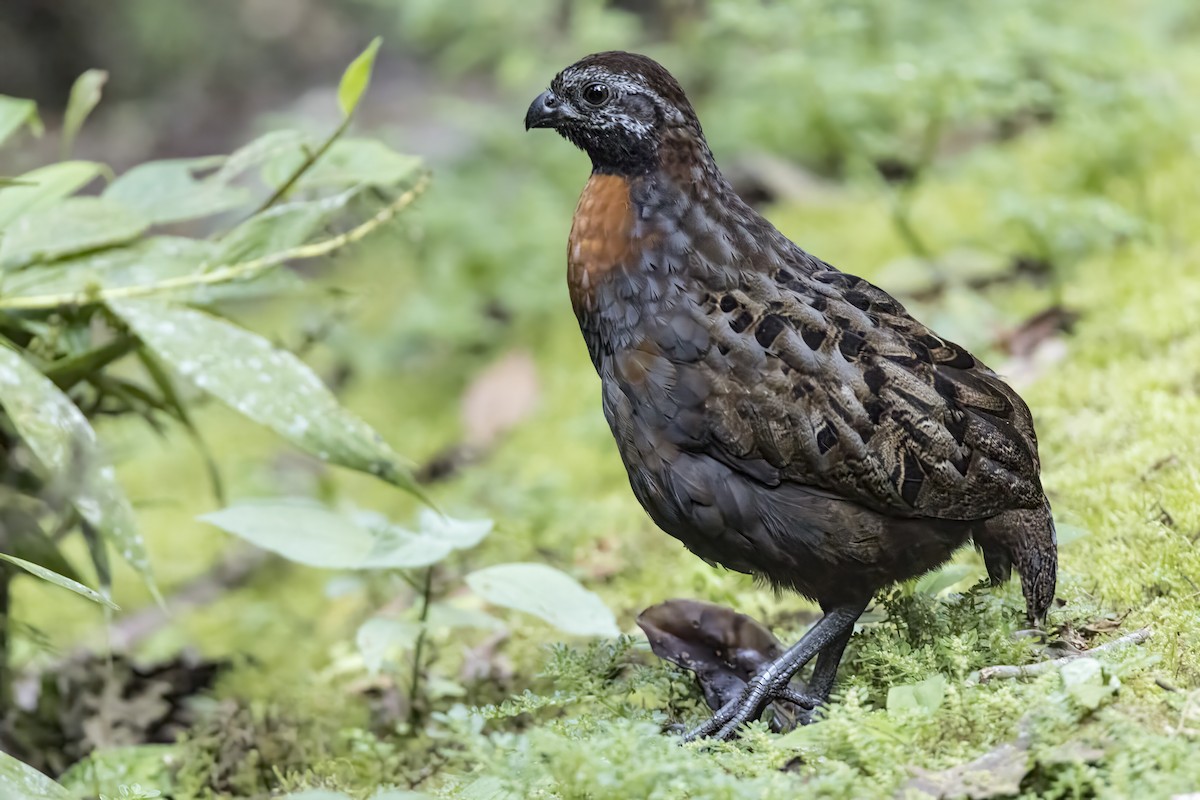 Rufous-breasted Wood-Quail - ML639819073