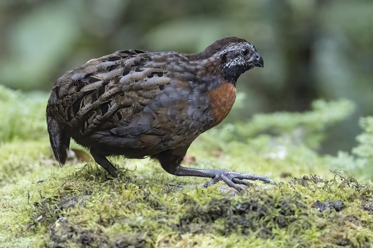 Rufous-breasted Wood-Quail - ML639819074
