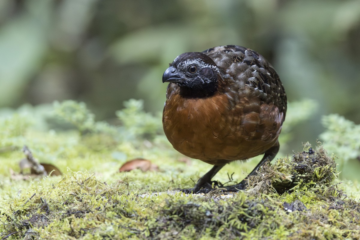Rufous-breasted Wood-Quail - ML639819075