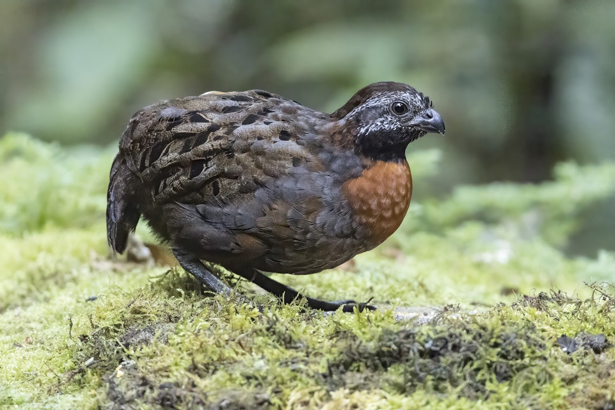 Rufous-breasted Wood-Quail - ML639819077