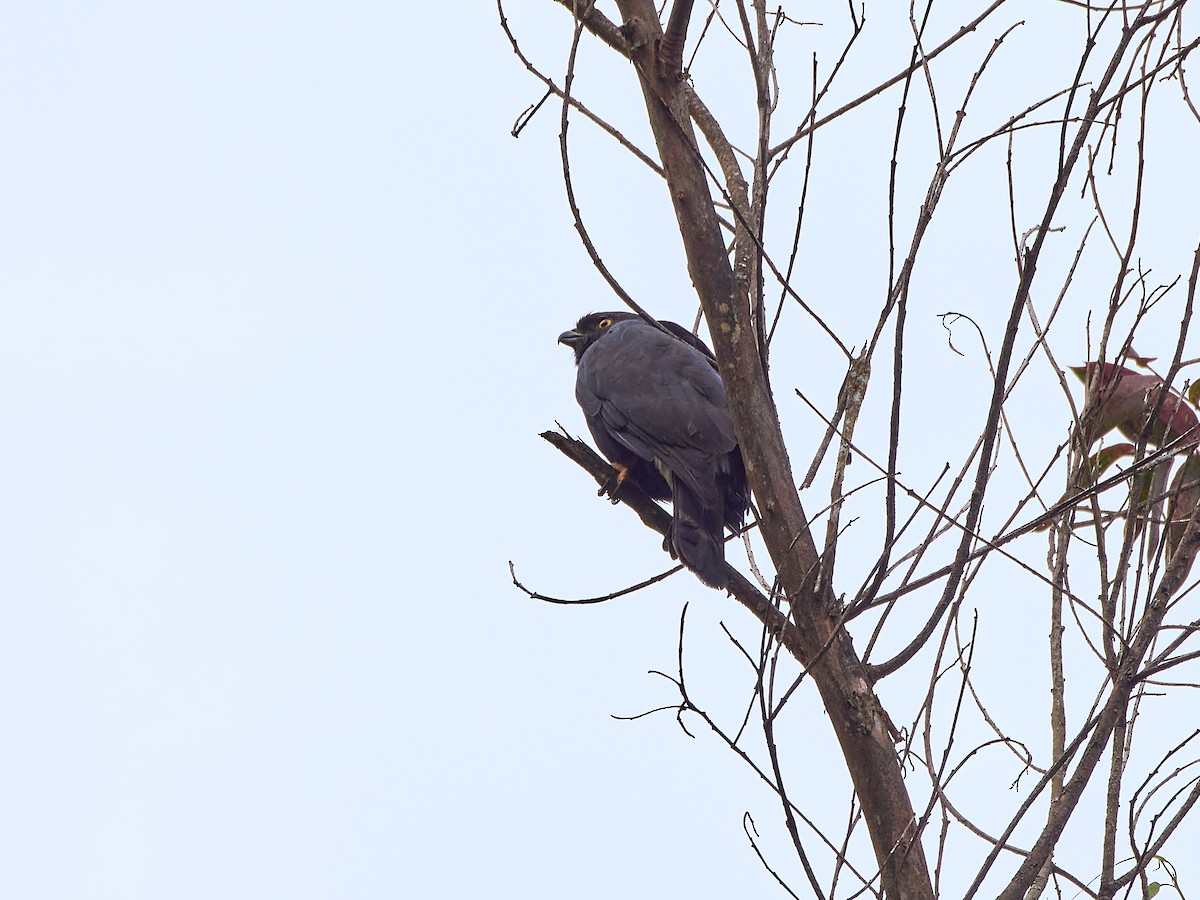 White-rumped Hawk - ML639819085