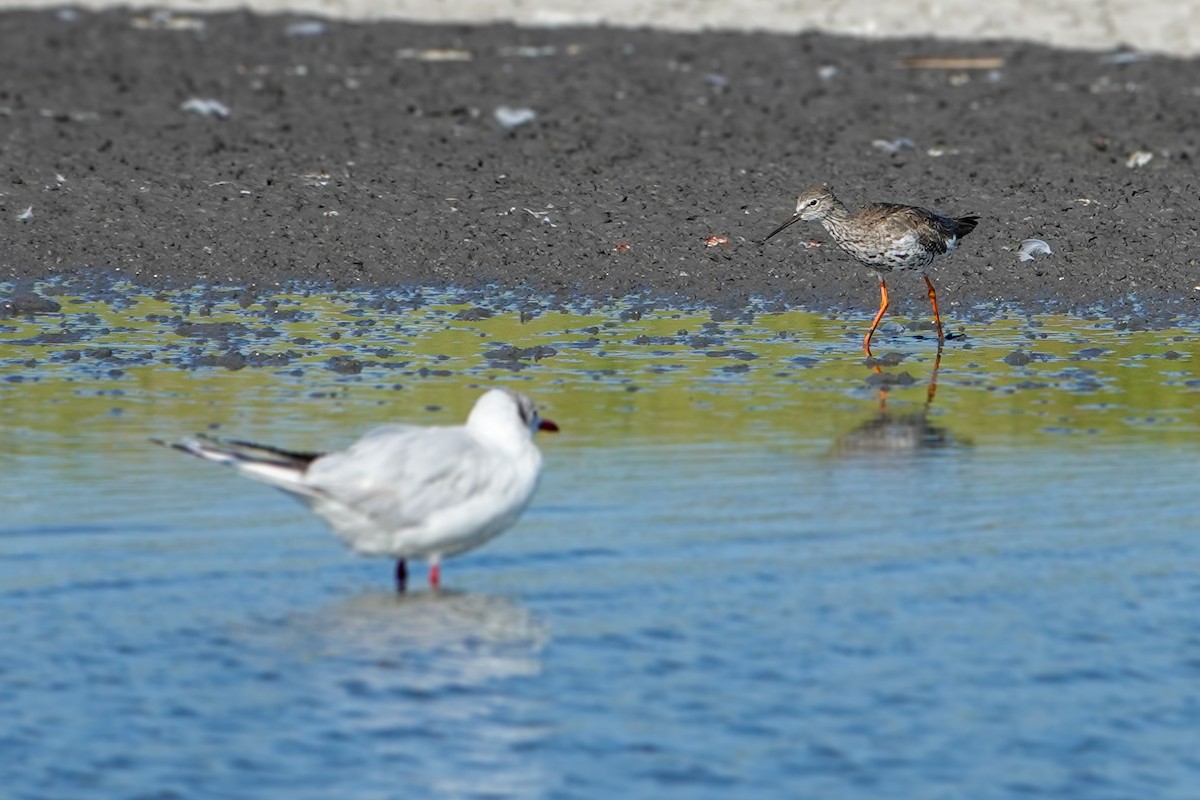 Common Redshank - ML639819097