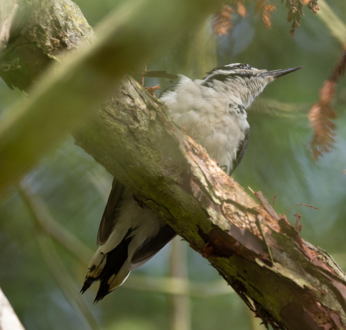 Hairy Woodpecker - ML639819212