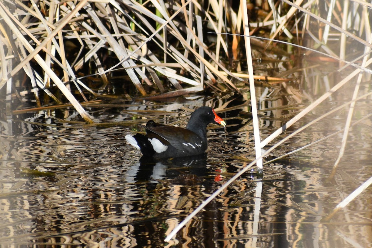 Common Gallinule - ML639819216