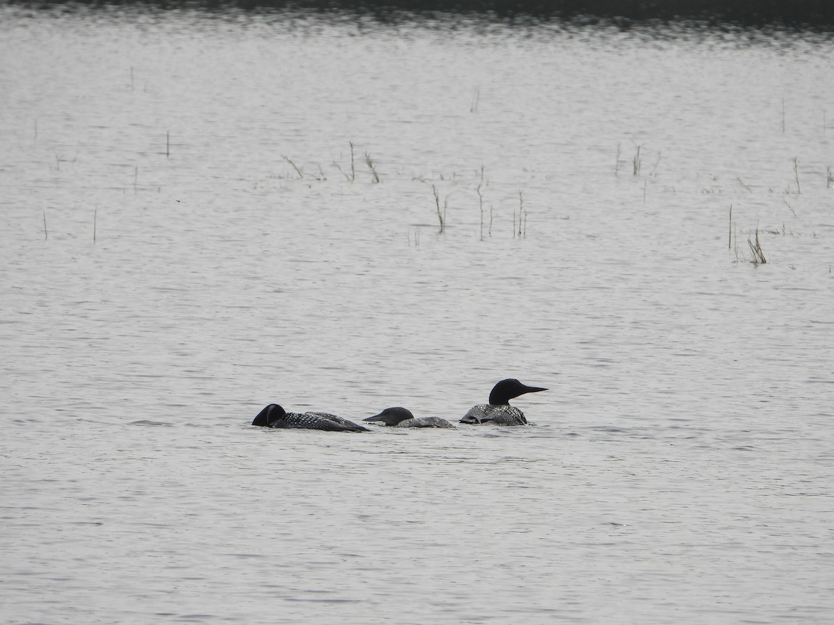 Common Loon - ML639819285