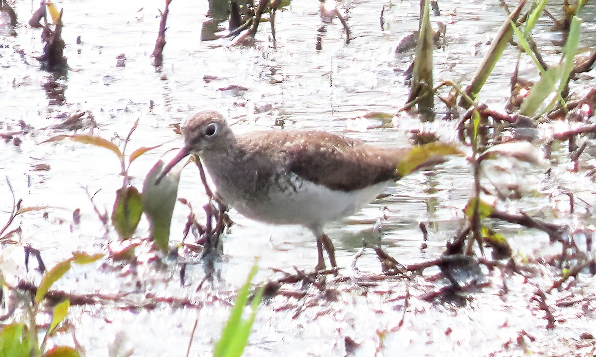 Solitary Sandpiper - ML639819293