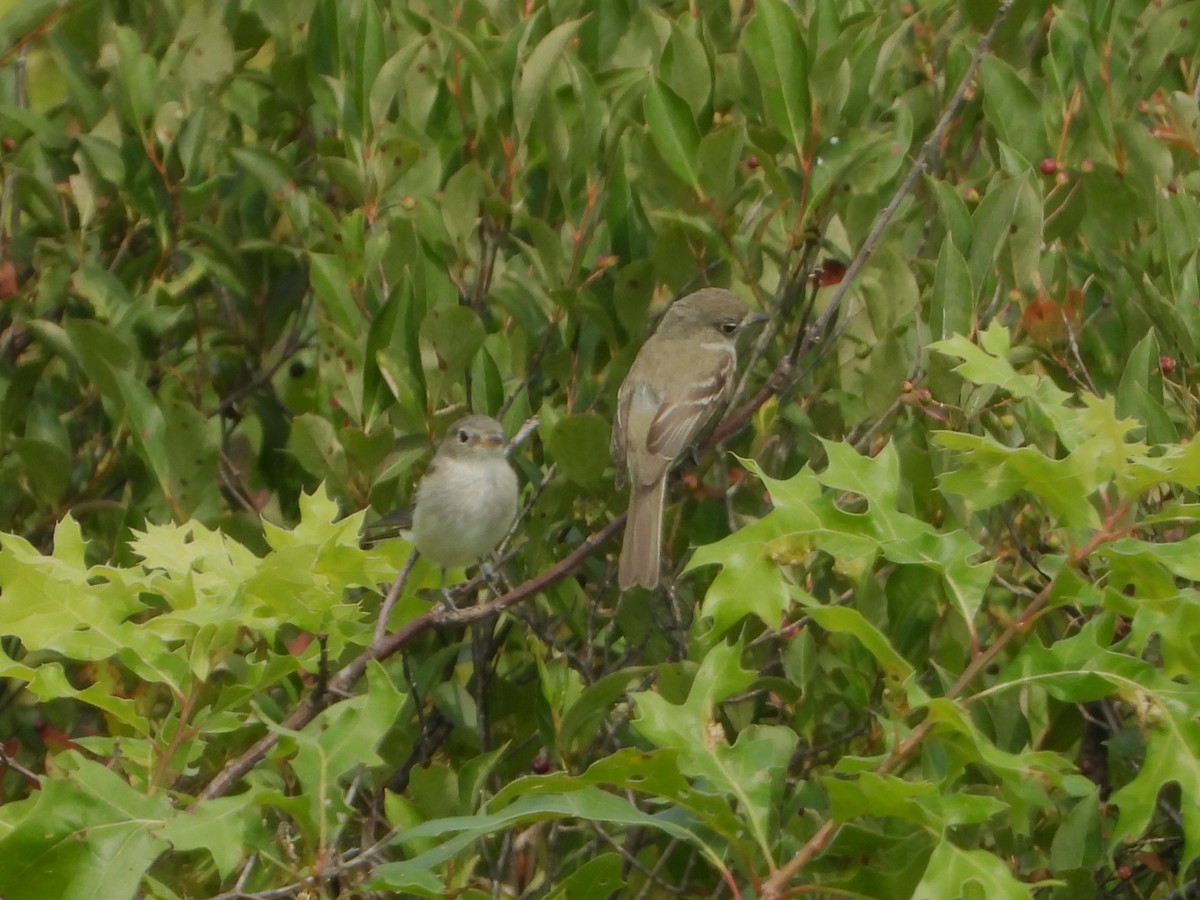 Least Flycatcher - ML639819315