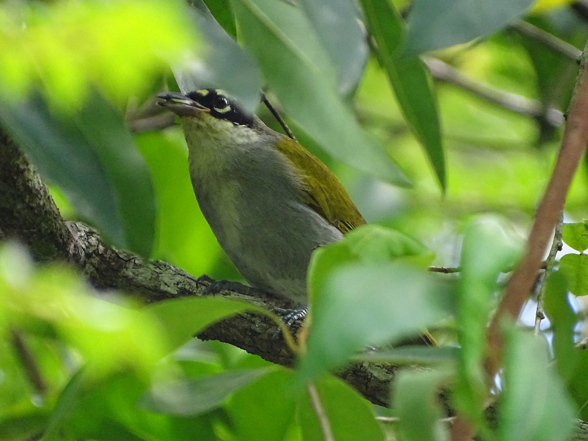 Black-crowned Palm-Tanager - ML639819346