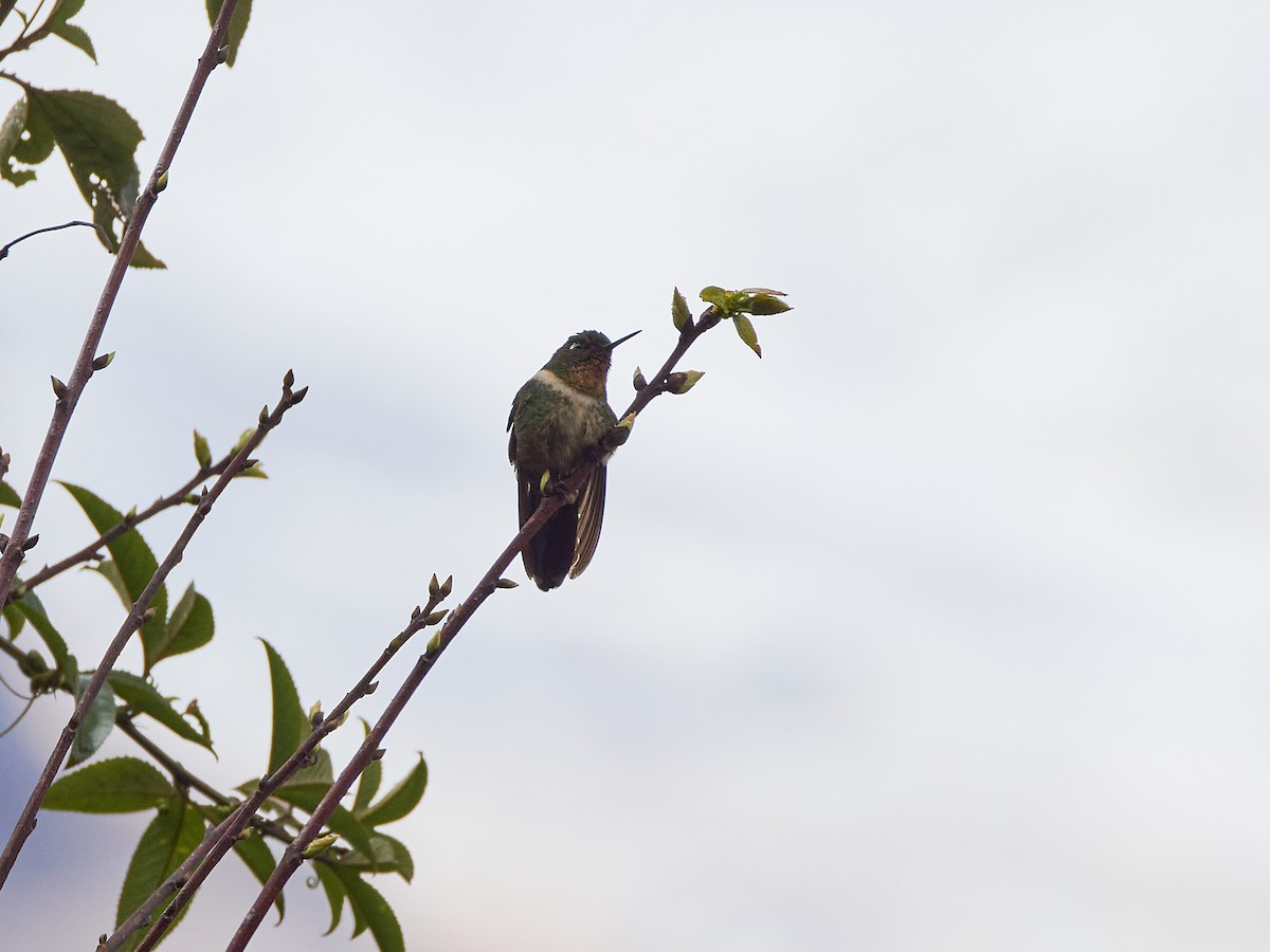 Amethyst-throated Sunangel - ML639819363