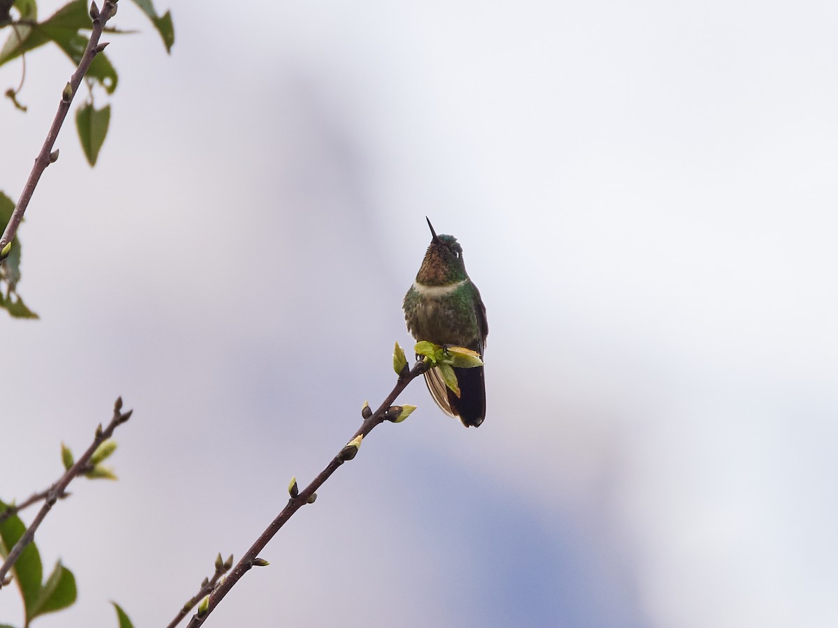 Amethyst-throated Sunangel - ML639819368