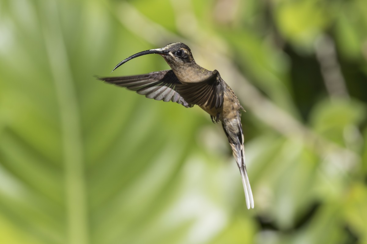 Great-billed Hermit - ML639819389