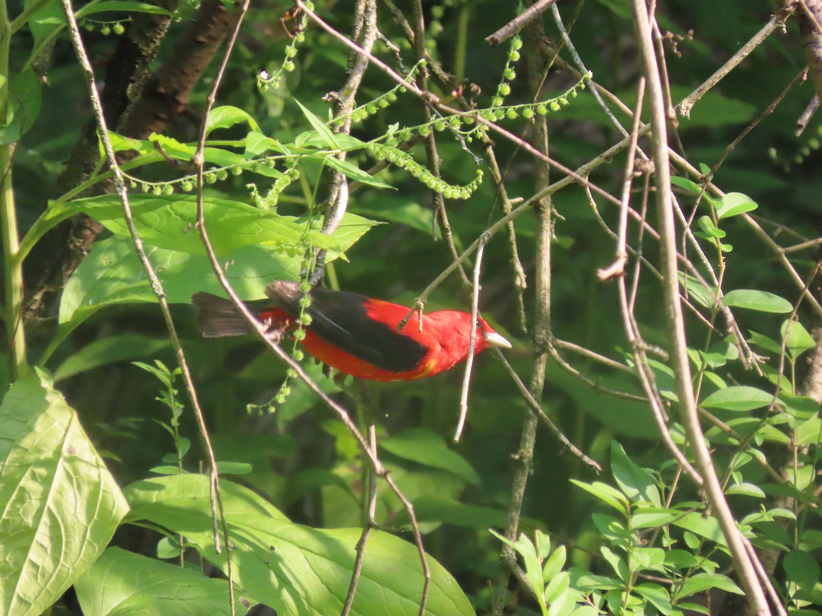 Scarlet Tanager - ML639819546