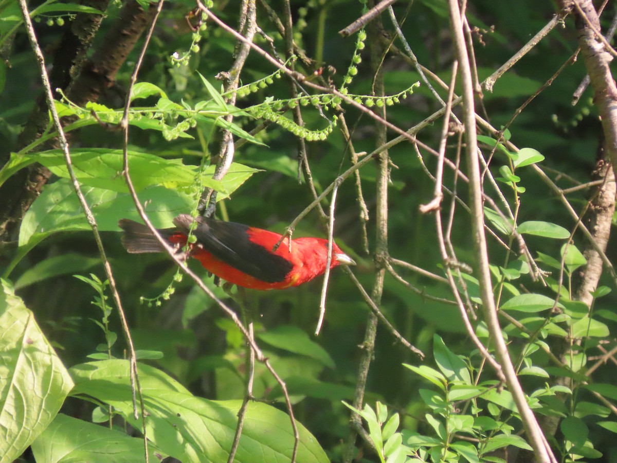 Scarlet Tanager - ML639819547