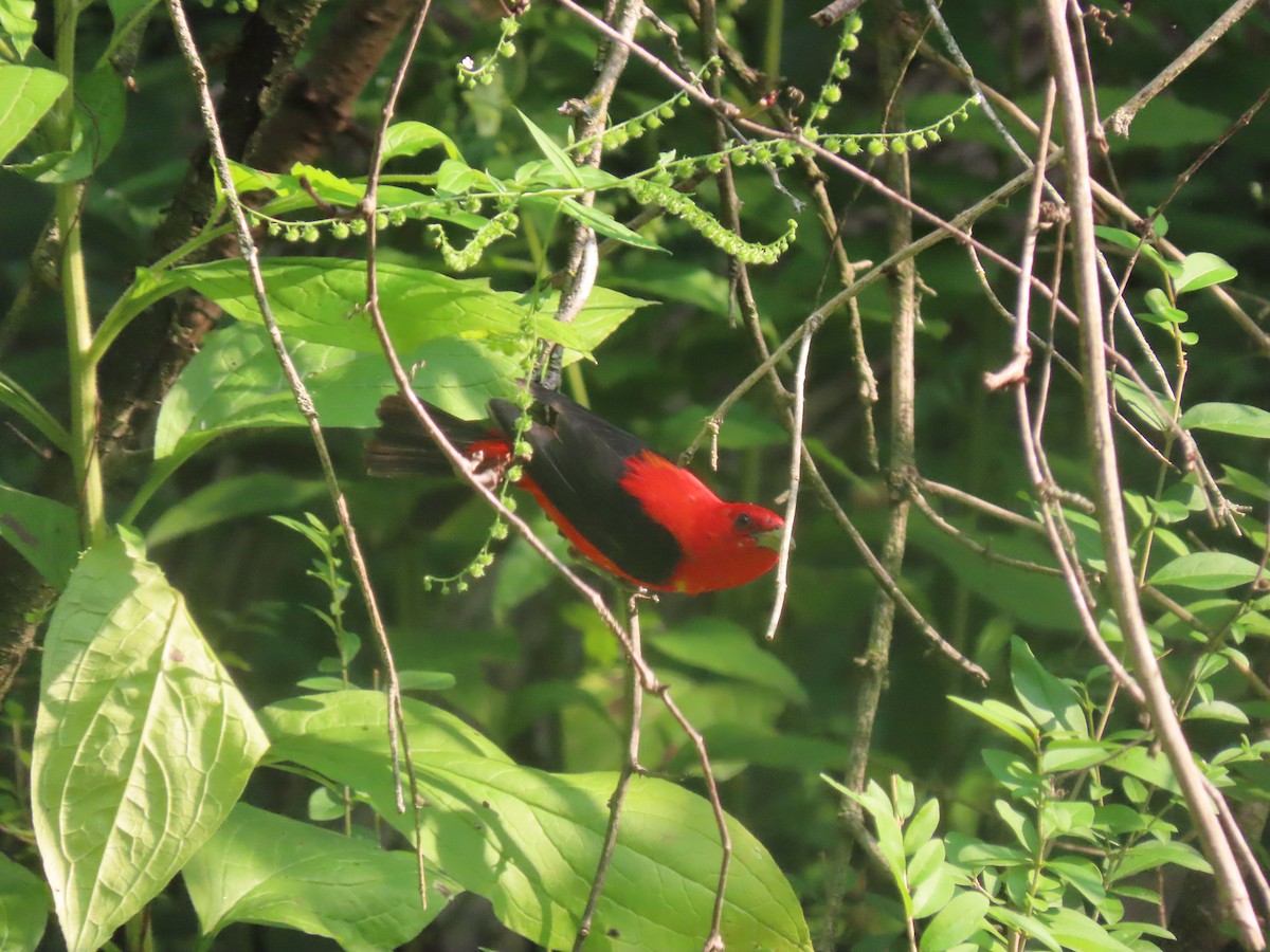 Scarlet Tanager - ML639819548