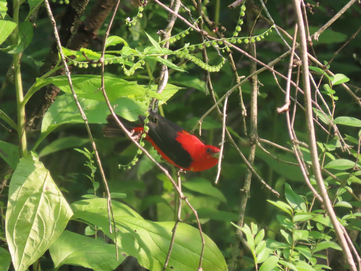 Scarlet Tanager - ML639819549