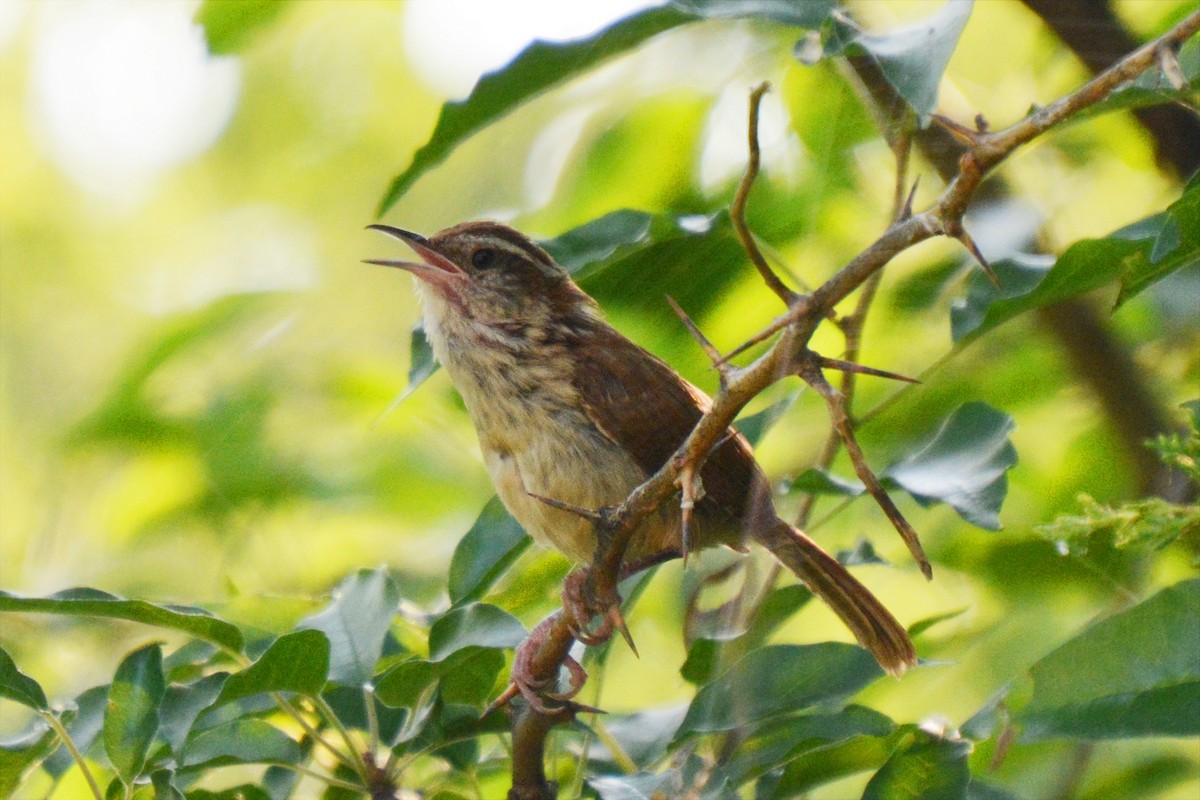 Carolina Wren - ML639819600