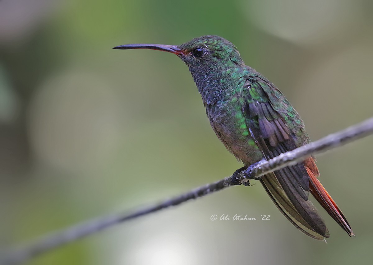 Rufous-tailed Hummingbird - ML639819613
