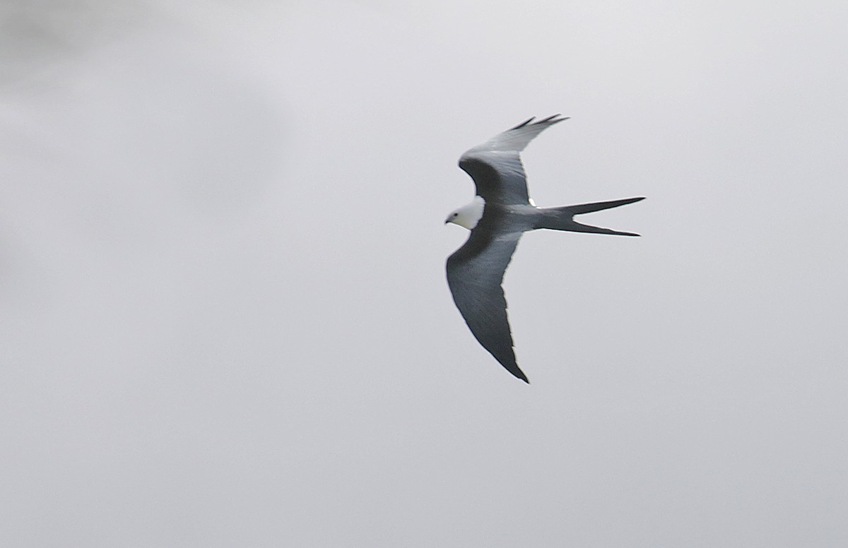 Swallow-tailed Kite - ML639819619