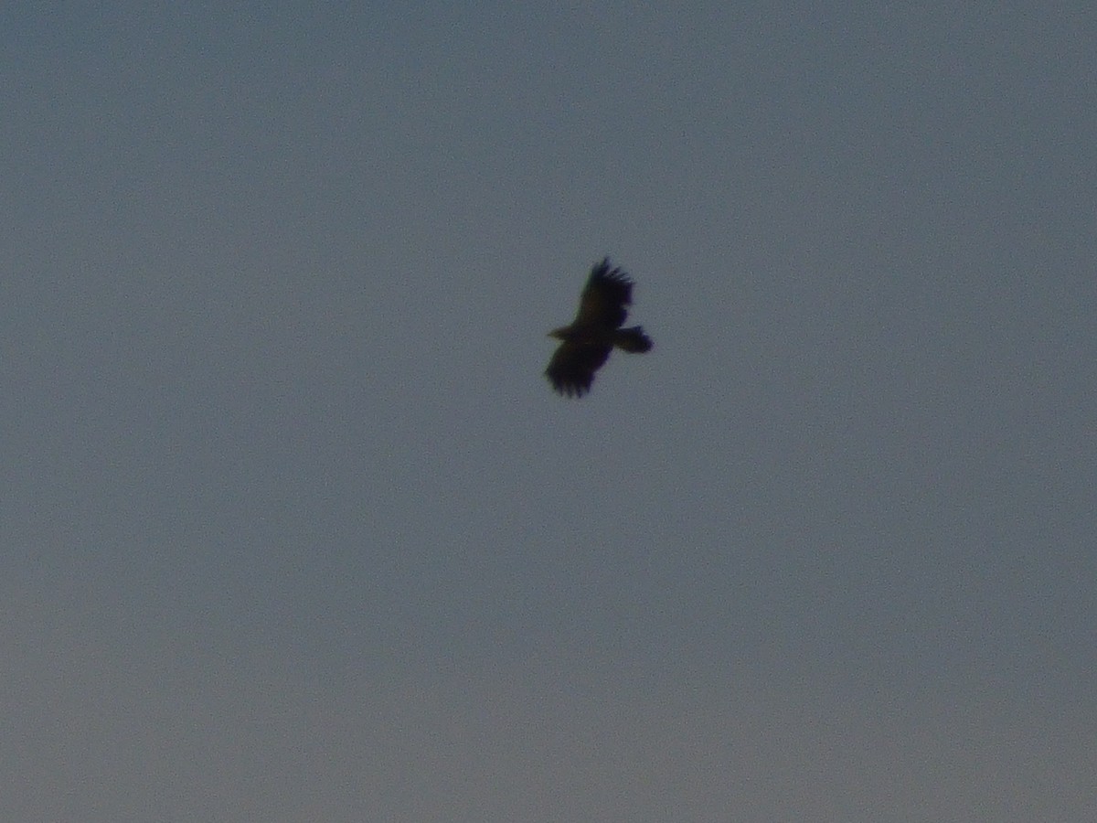 Lesser Spotted Eagle - ML639819623