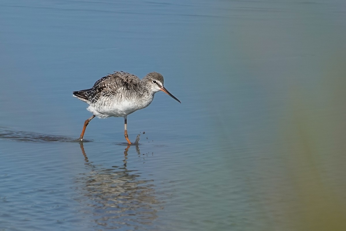 Spotted Redshank - ML639819634