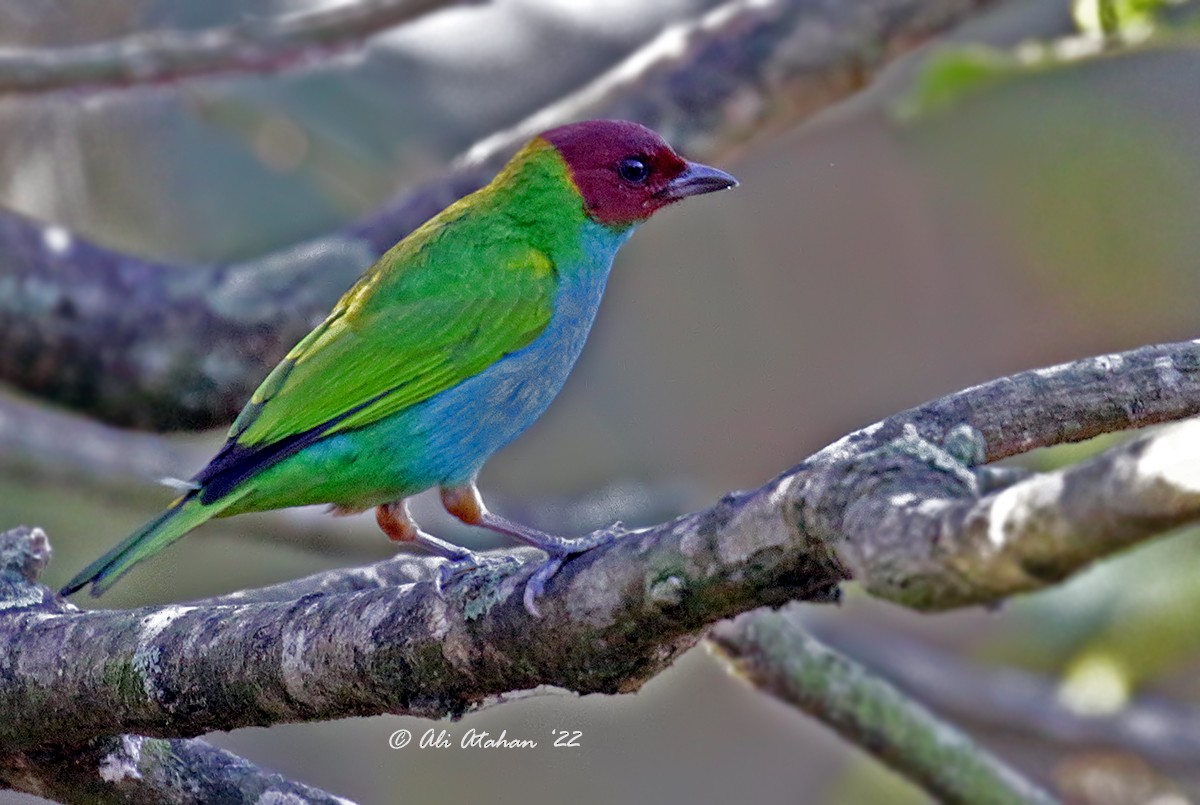 Bay-headed Tanager - ML639819636