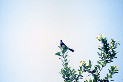 Red-vented Bulbul - ML639819690