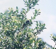 Red-vented Bulbul - ML639819698