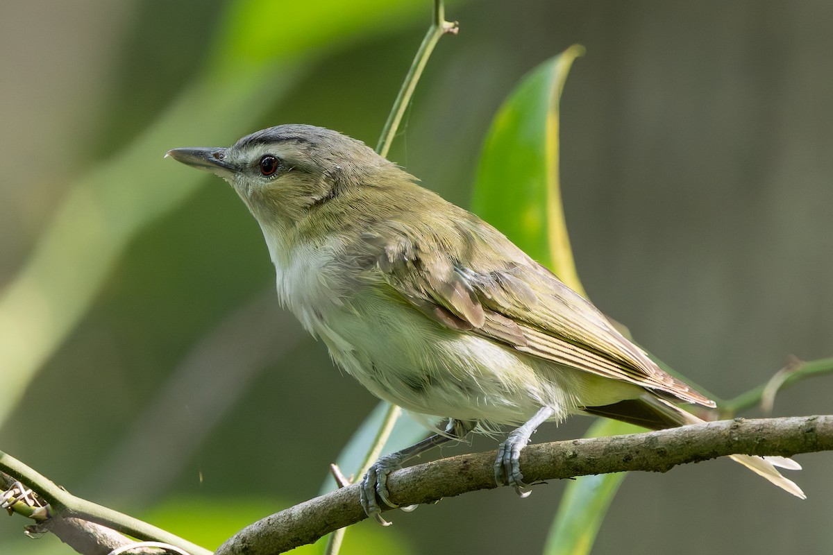 Vireo occhirossi - ML639819727