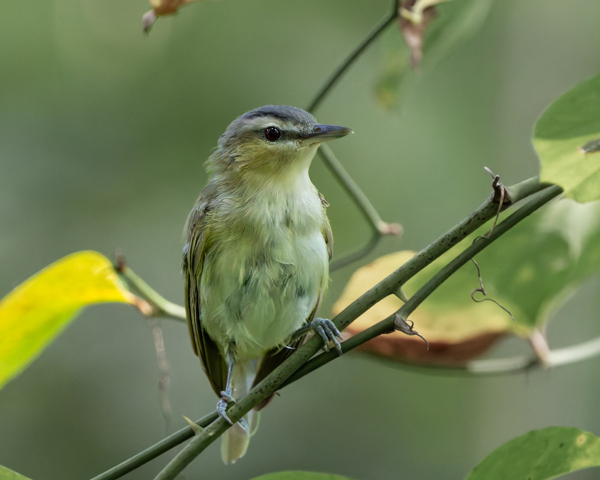 Vireo occhirossi - ML639819728