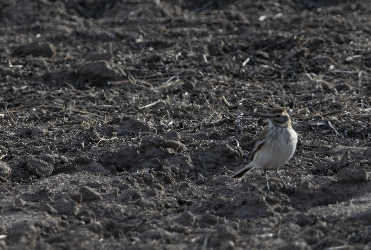 Rusty-backed Monjita - ML639819765