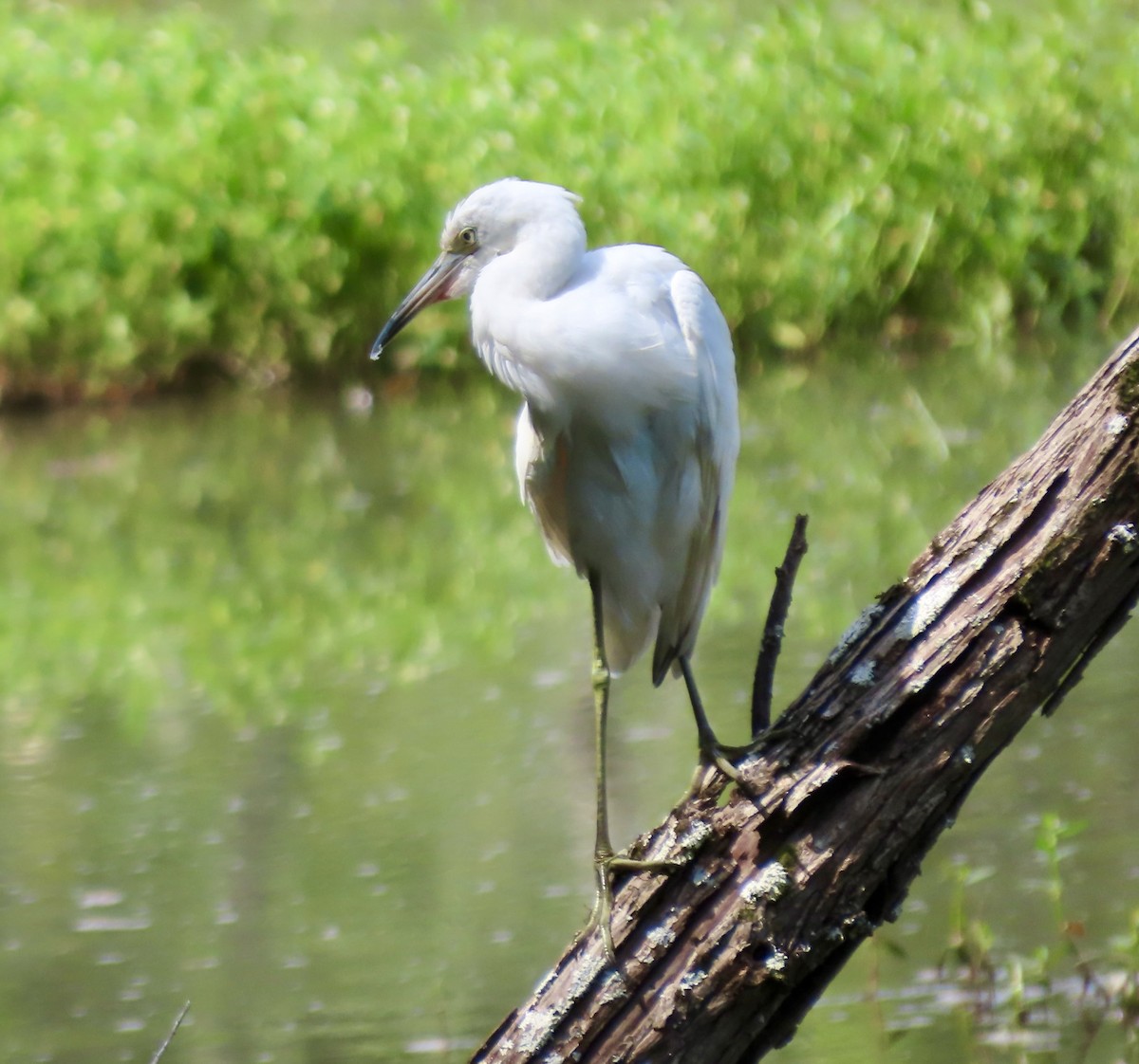 Little Blue Heron - ML639819779