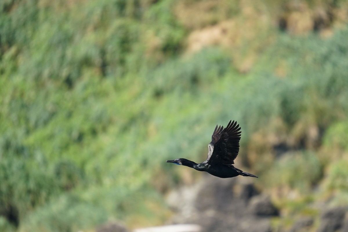 Brandt's Cormorant - ML639819942