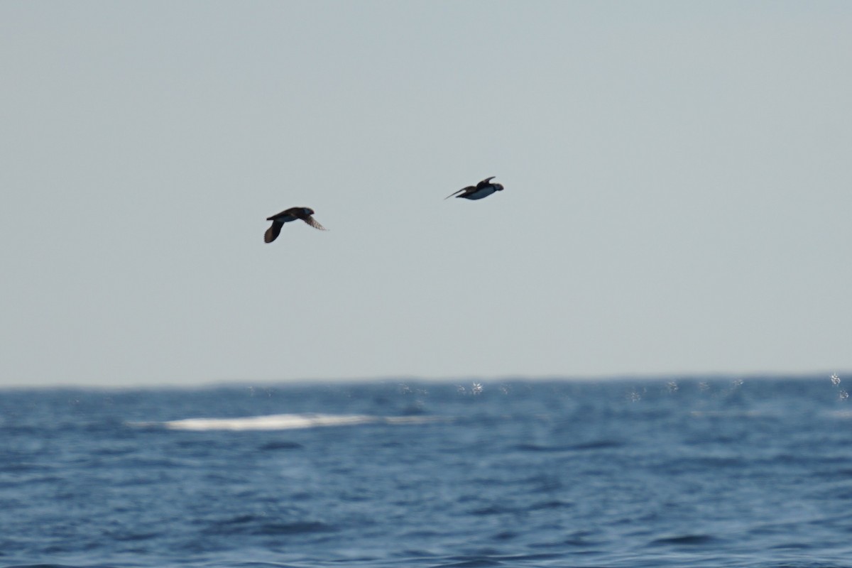 Horned Puffin - ML639819945