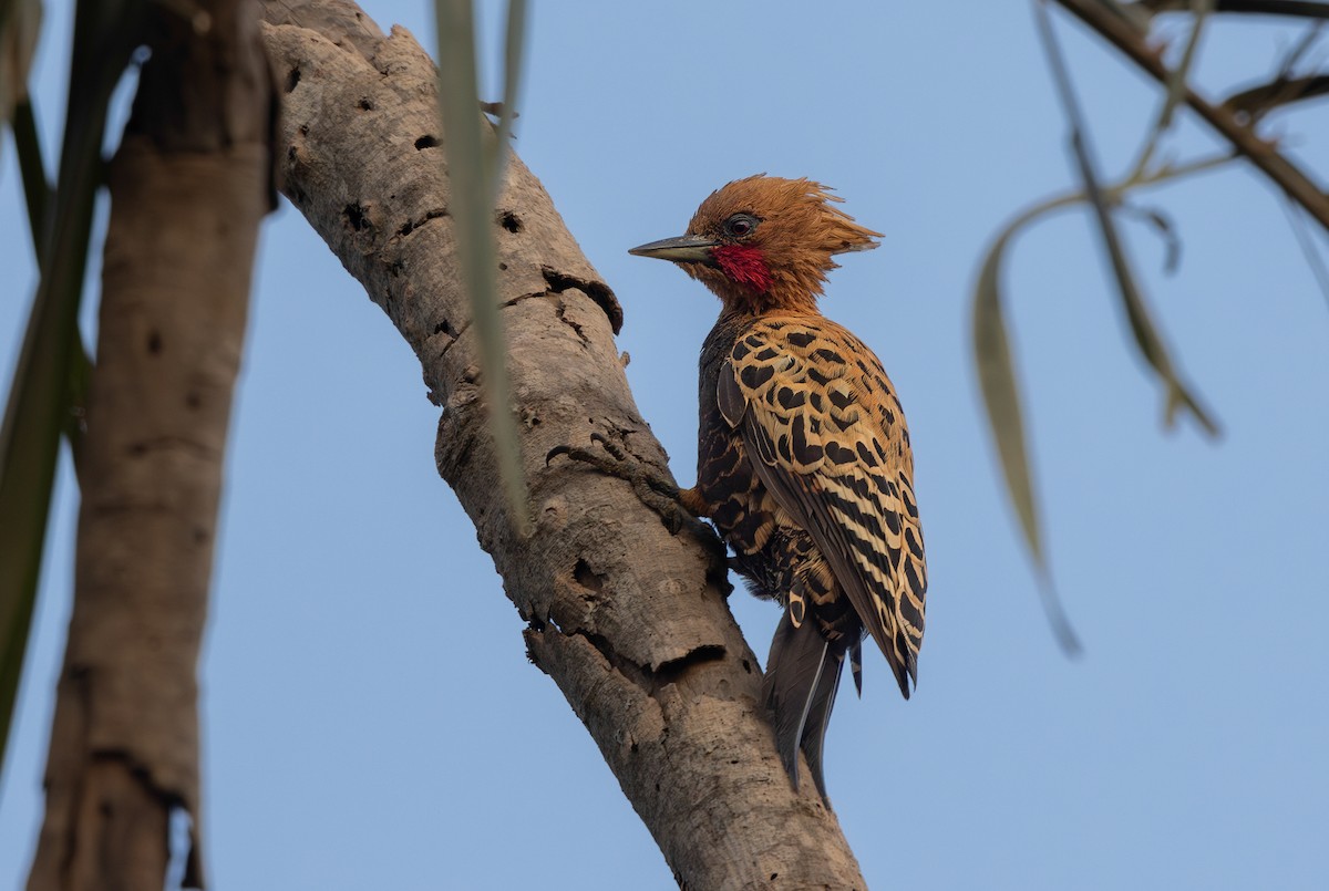 Ochre-backed Woodpecker - ML639819998