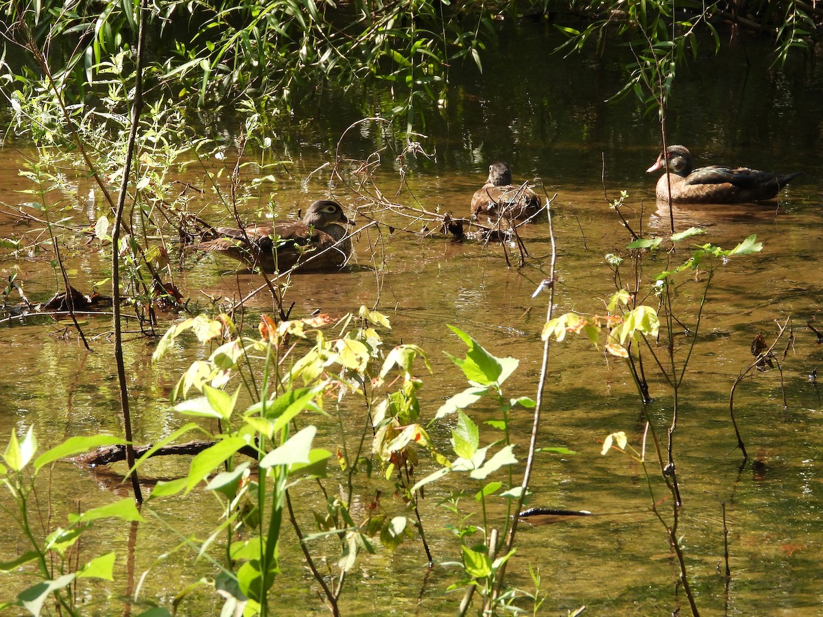 Wood Duck - ML639820023