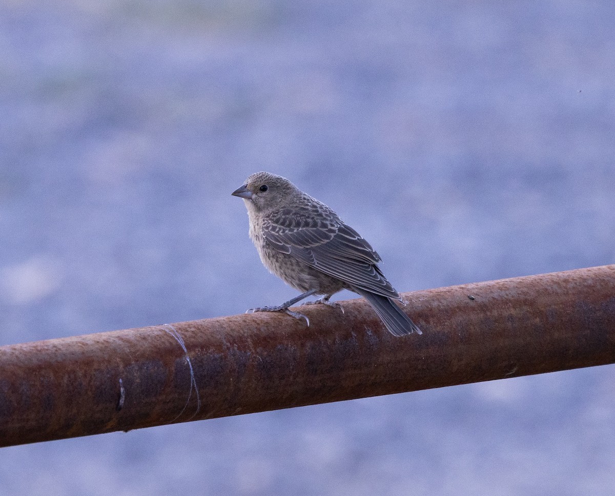 コウウチョウ - ML639820024