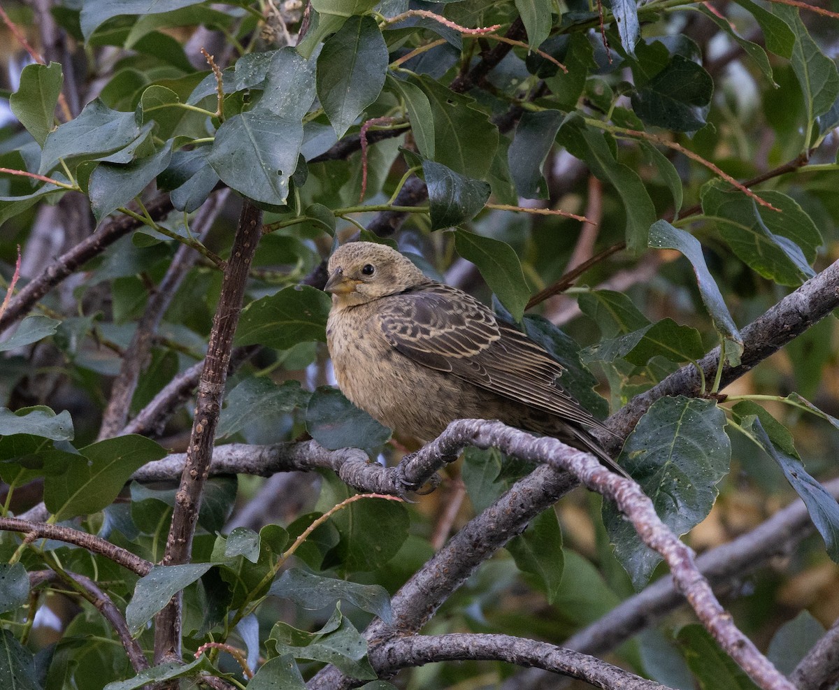 コウウチョウ - ML639820025