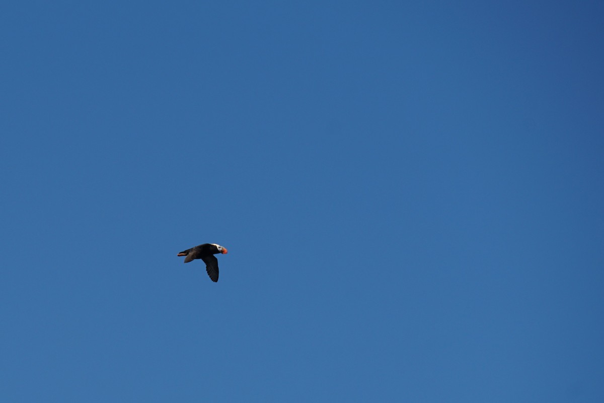 Tufted Puffin - ML639820030