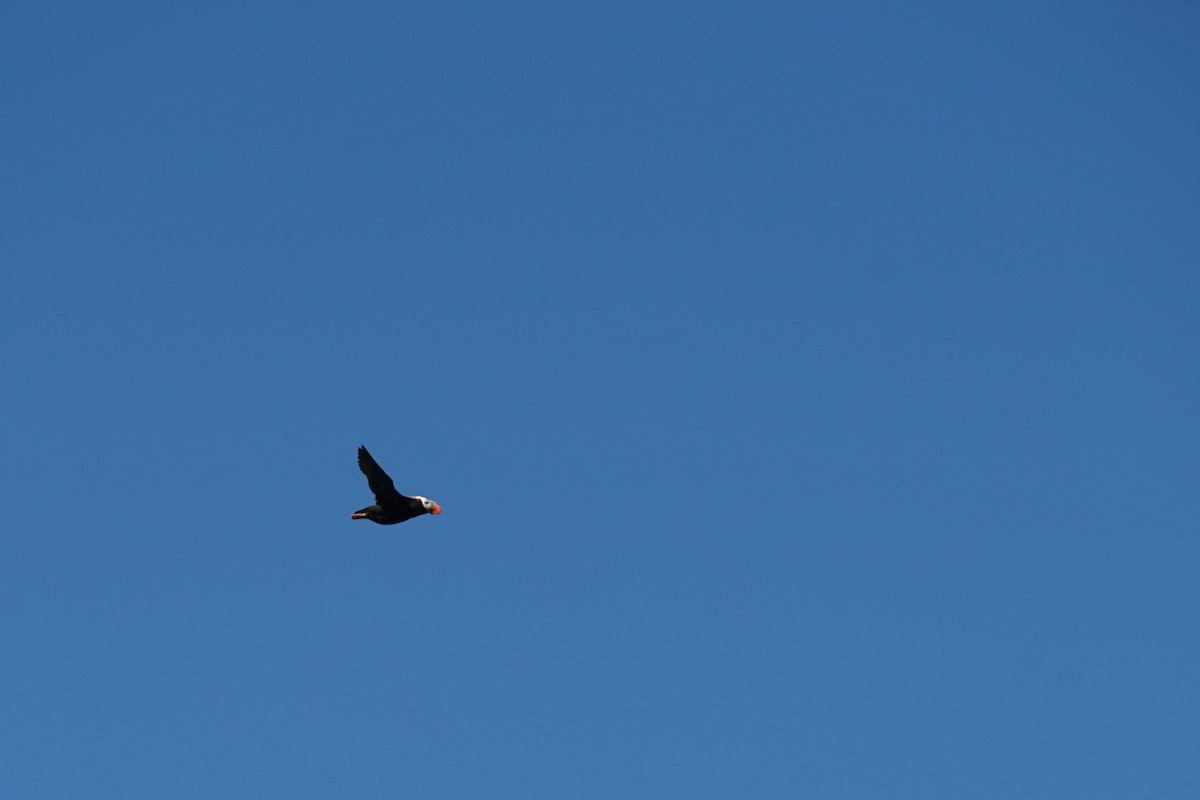 Tufted Puffin - ML639820031