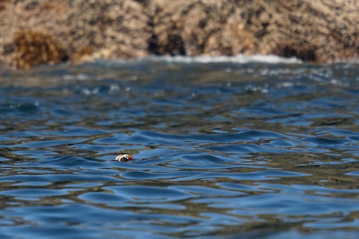 Tufted Puffin - ML639820032