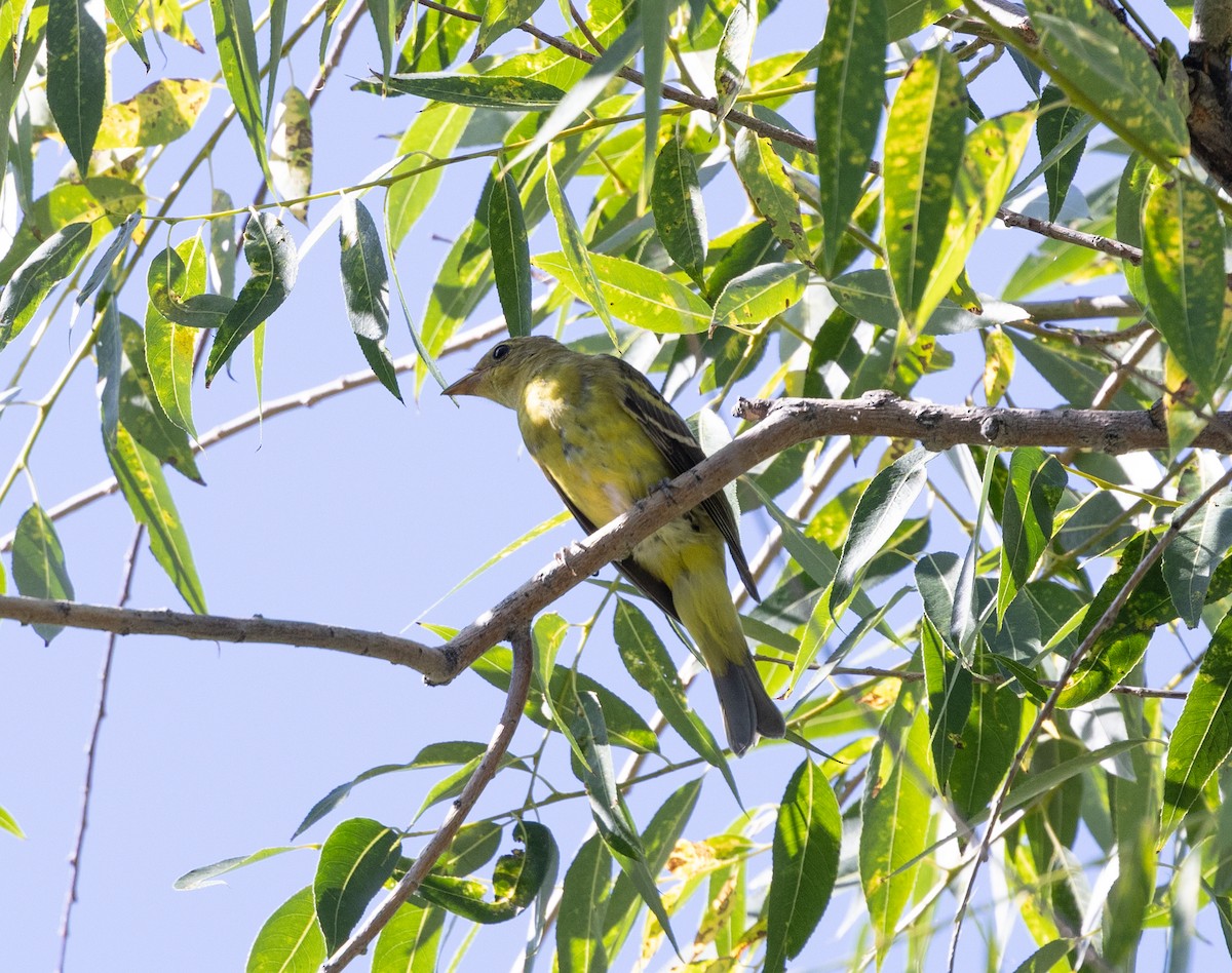 ニシフウキンチョウ - ML639820037