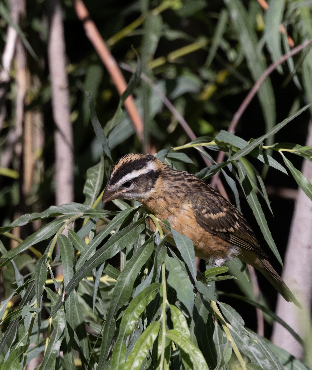 チャバライカル - ML639820045