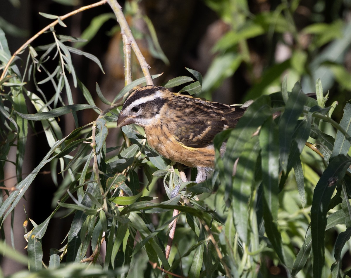 チャバライカル - ML639820046