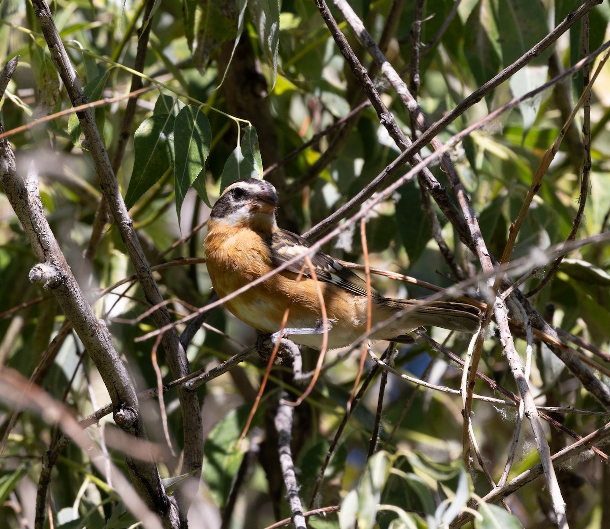 チャバライカル - ML639820048