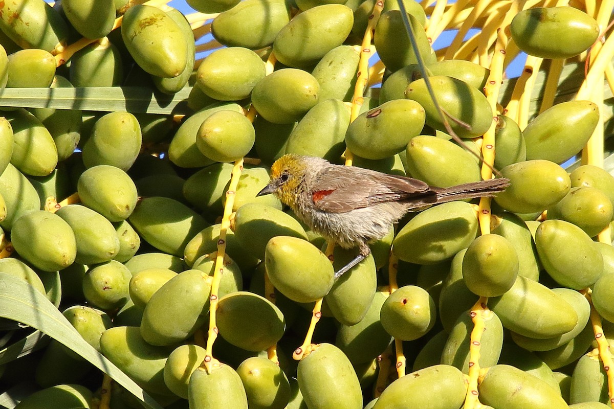 Verdin - ML639820074