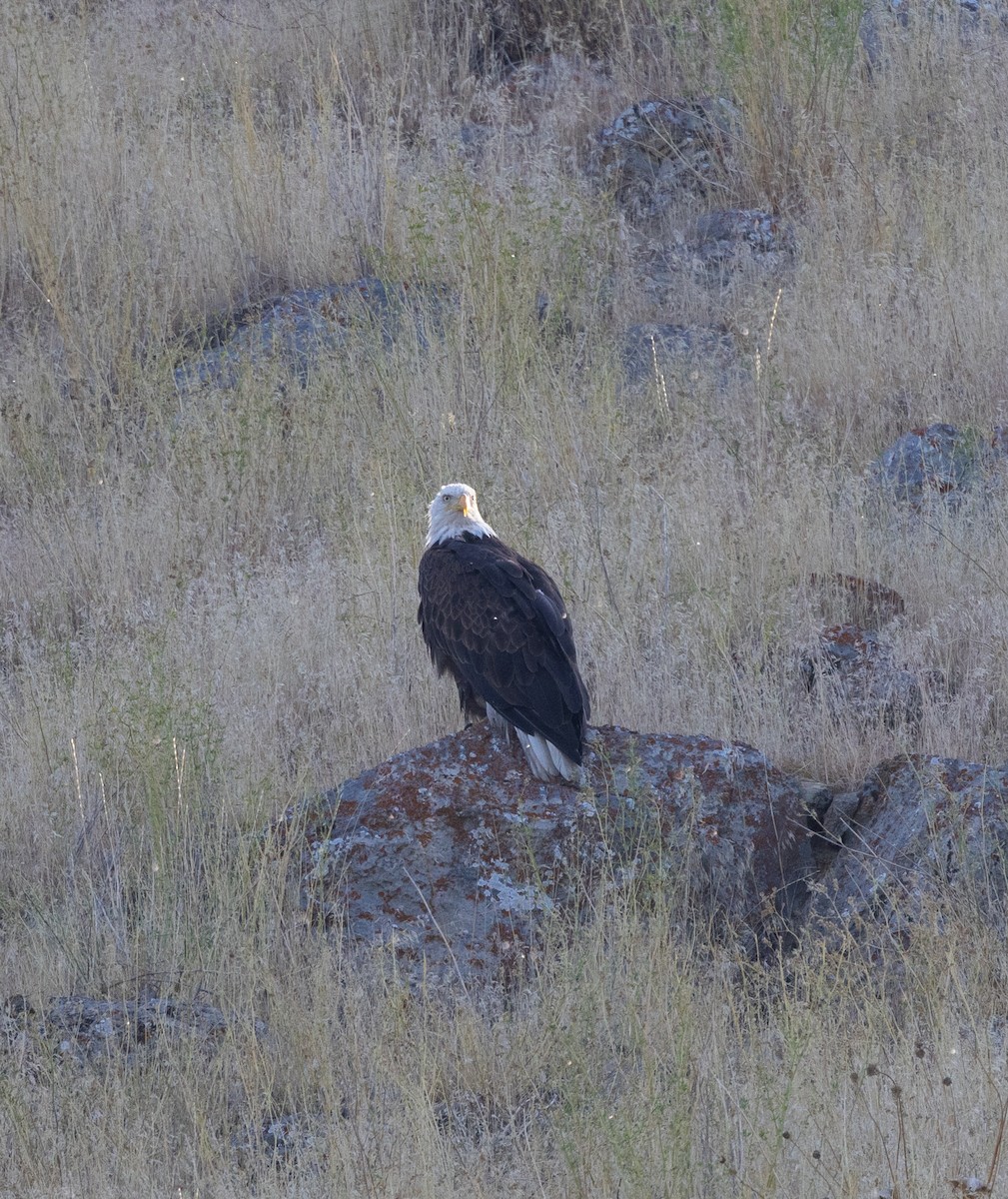 ハクトウワシ - ML639820076