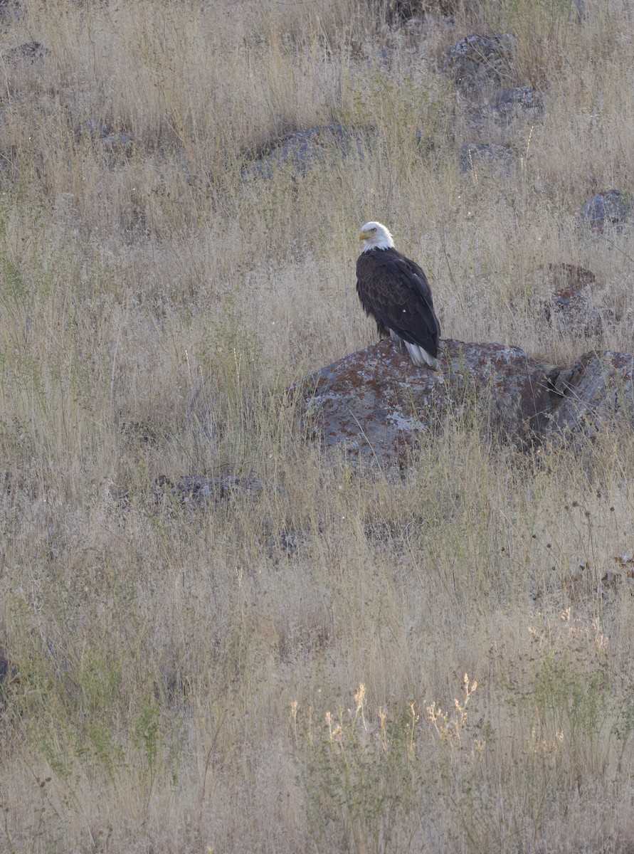 ハクトウワシ - ML639820077